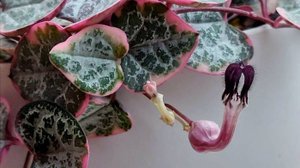 №59. Красавица Церопегия.