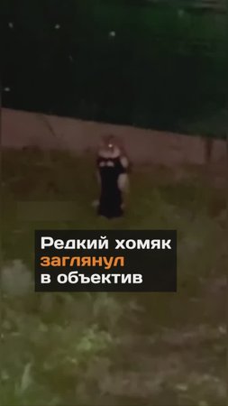 Редкий хомяк заглянул в объектив