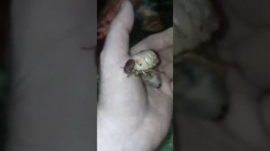 Толстая личинка жука-носорога на ладони