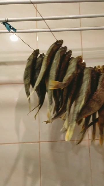 окунь Астрахань 🐟    10 февраля 2024 г.