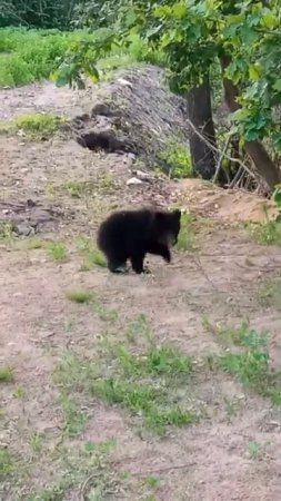 МЕДВЕЖОНОК УЧИТЬСЯ УБЕГАТЬ ОТ ОПАСНОСТИ  ЛАЙ СОБАК