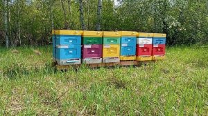 Будет ли мёд с жёлтой акации в 2025 году на Южном Урале?