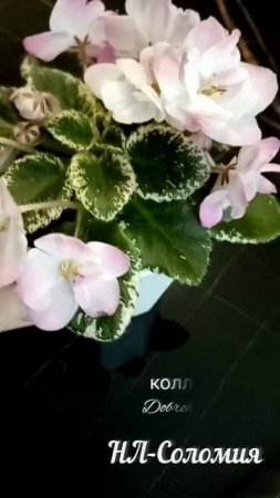 НЛ-Соломия начало цветения.