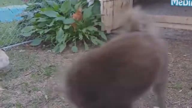 ЛУЧШИЕ ПРИКОЛЫ СЕНТЯБРЬ 2017   Нежданчики   Мгновенная карма   Люди идиоты смотреть онлайн