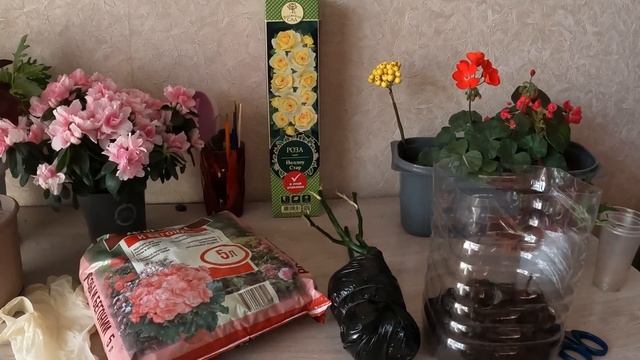 Простой способ доращивание розы