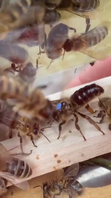 Матка пчел смотреть онлайн