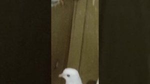 Голуби Подрезова Виктора Северодонецк