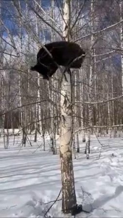 МЕДВЕЖОНОК ПЫТАЕТСЯ СЛОМАТЬ БЕРЕЗУ