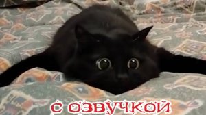 Приколы с котами С ОЗВУЧКОЙ Смешные коты и собаки Смешные животные