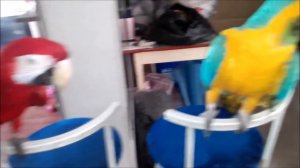 ПОПУГАИ АРА ПРЕВРАТИЛИСЬ В ВОРОН _ стереотипия у животных