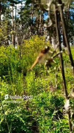 Йоу, ярких озарений, удачного дня, сулит вам  чудострекоза #super#shorts-RUTUBE