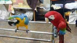 Попугаи ара.Филя и Гоша развлекаются,пока моют переноски и вольеры._Macaws.Filya and Gosha.