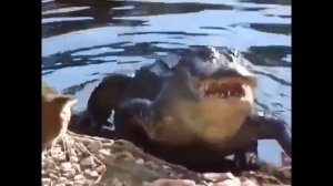 Кошка АтАКует КроКодИла. Cat attacking crocodile