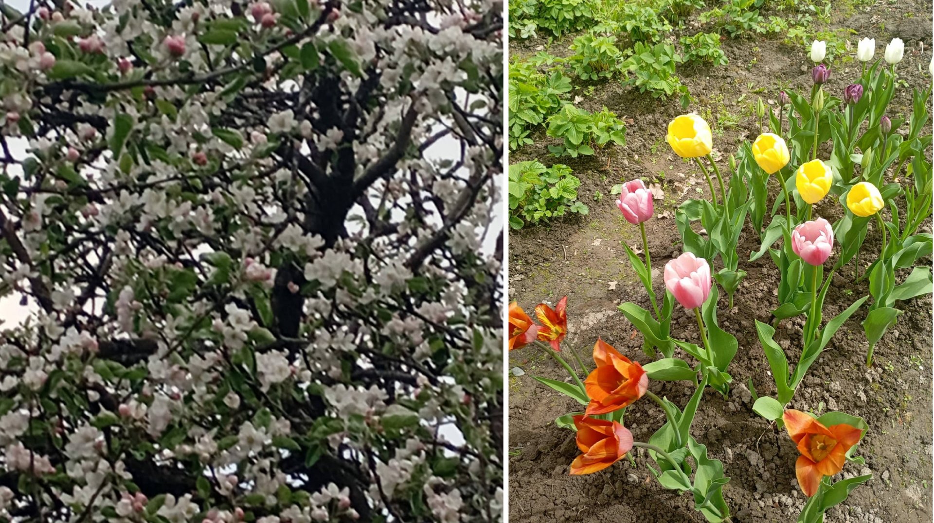 15 мая. Занимаюсь цветами . Посадила гладиолусы смотреть онлайн