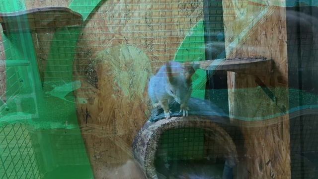 🦚 Трогательный Зоопарк - Живой Уголок 🦧 Ростов на Дону 2025 Май 🍀 Комиссаров Эдуард Михайлович 🍀