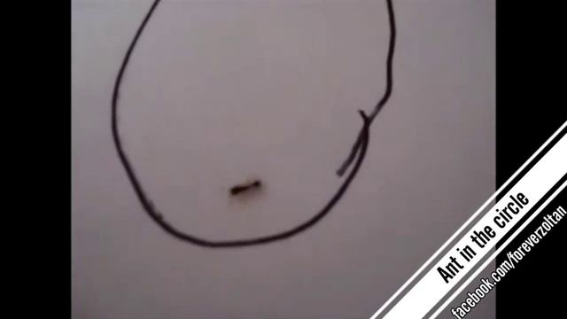 Муравей атупел смотреть онлайн