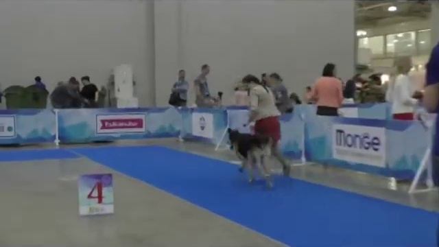 Фореста смотреть онлайн