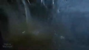 джигурда -  хищник