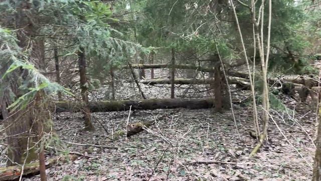 #527 Нашли в лесу хорошую полянку. Коп с Garrett Apex смотреть онлайн