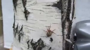 Паук который танцевал   прикол 2020