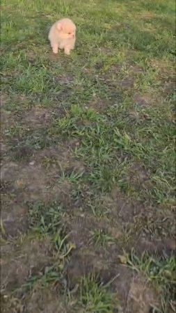#померанскийшпиц