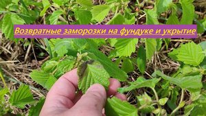 Фундук и возвратные заморозки в средней полосе (Татарстан). Как укрывал. Что получилось