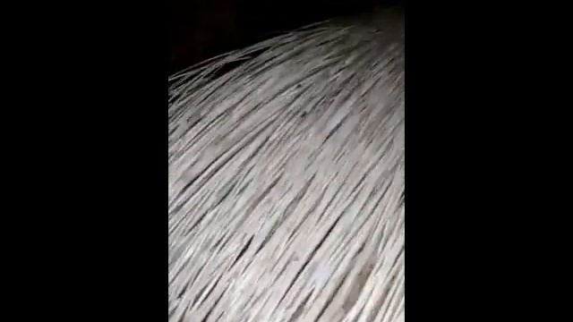 РОДЫ ДИКООБРАЗА - СХВАТКИ_ РОДЫ_ МАЛЫШИ _ПРИРУЧЕНИЕ смотреть онлайн