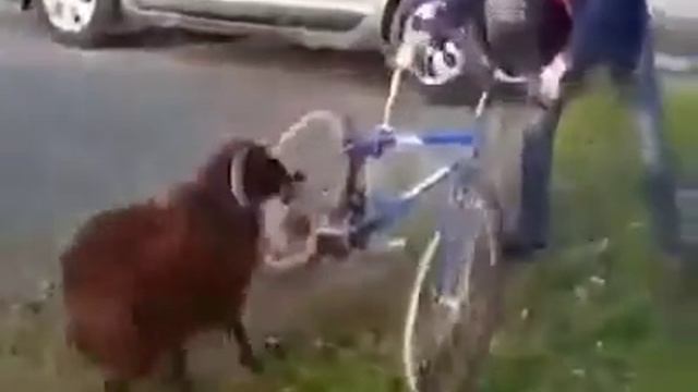 Смешно! Нападение барана смотреть онлайн