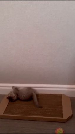 НАШ ВЫПУСКНИК- КОТЕНОК МАНЧКИН В НОВОМ ДОМЕ ОСВАИВАЕТ НОВУЮ КОГТЕТОЧКУ