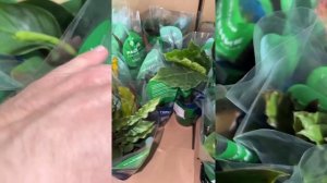 РАСТЕНИЯ ИЗ ПЯТЕРОЧКИ, МАГНИТА, СВЕТОФОРА🤯/ НАШЕЛ МНО