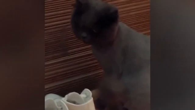 Смешные животные - зевающий кот | Bazuzu Video ТОП подборка 81, декабрь 2017 смотреть онлайн