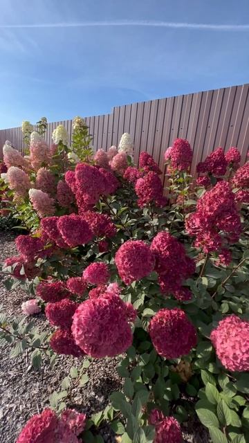 Принимаем заказы на гортензии сезон 2025г более 150 сорто смотреть онлайн