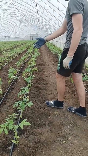 Посадка помидор смотреть онлайн