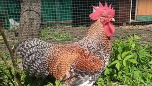 Билефельдеры. Весна