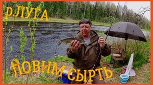 р. ЛУГА. ЧЕТЫРЕ ДНЯ НА РАЙСКОМ МЕСТЕ. ЛОВИМ СЫРТЬ.