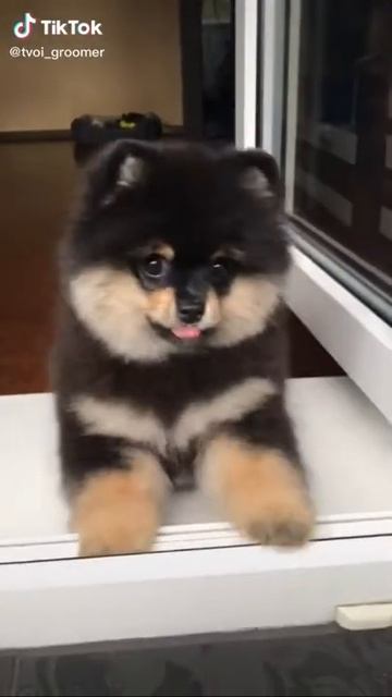 ШПИЦ мама сказала что меня кто-то обидет сразу в лоп давать смотреть онлайн