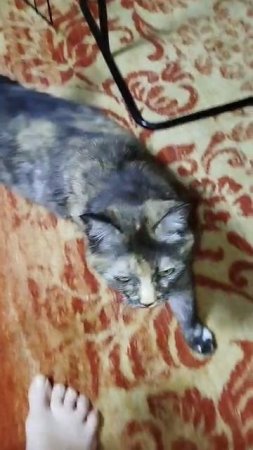 На трубах теплотрассы погибала кошка.