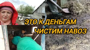 ЭТО К ДЕНЬГАМ. ЧИСТИМ НАВОЗ. НА ХОЗЯЙСТВЕ