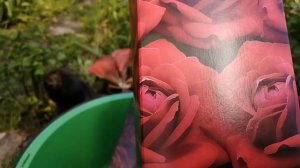 Розы купленные весной.