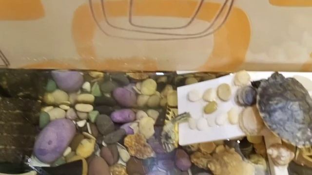 ЧЕРЕПАШКА - РЖАЧНО дует пузыри. #черепашка #домашний питомец #приколы #смех #веселье смотреть онлайн