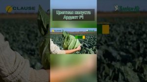 Цветная капуста Ардент F1!