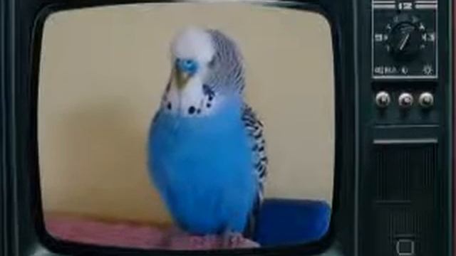 Смешной говорящий попугай Кеша смотреть онлайн