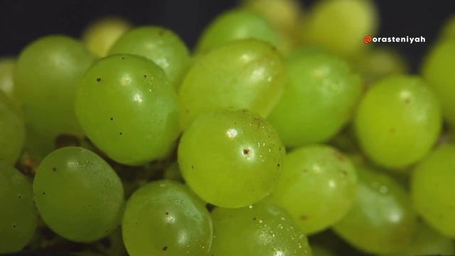 Как Посадить Виноград в Домашних Условиях 🍇