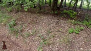 За Пять Минут Ведро Зонтиков Собираем грибы в Самарской области Зонтики шампиньоны грузди дождевики