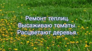 Ремонт теплиц. Высаживаю томаты.Расцветают деревья .