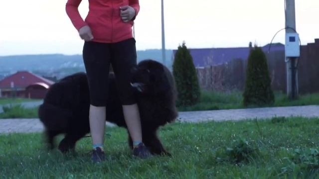 DOG TRICKS || NEWFAUNDLAND MISHA || НЬЮФАУНДЛЕНД МИША || ТРЮКИ