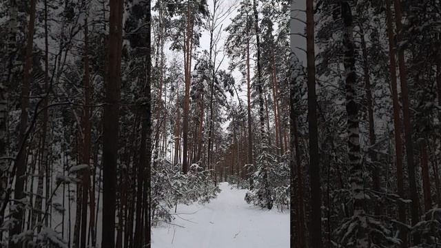 Снежный рай!!#зима #снег #декабрь 2022 #красота #лес #shorts смотреть онлайн
