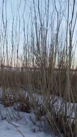 облагороженная делянка дикой ивы для плетня