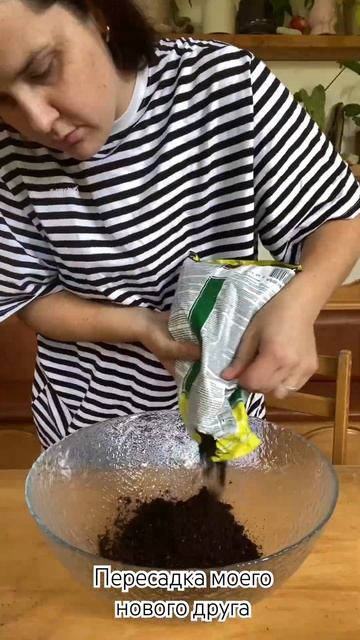 Не поливай кактус после пересадки!!!  Можно через 5-7 дне смотреть онлайн