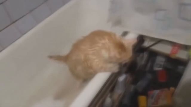 ЛУЧШИЕ ПРИКОЛЫ #19 - Оп давай давай смотреть онлайн